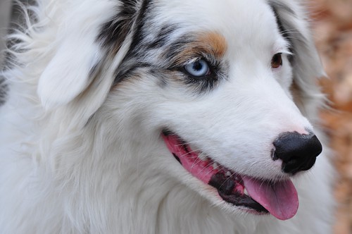 Australian Shepherd Blue Merle Blue Eyes