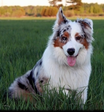 Australian Shepherd Blue Merle Blue Eyes