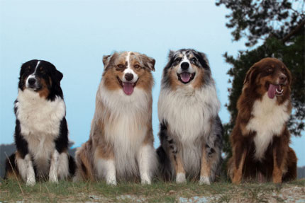 Australian Shepherd Blue Merle Blue Eyes