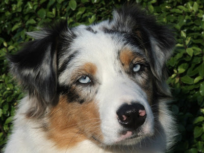 Australian Shepherd Blue Merle Blue Eyes