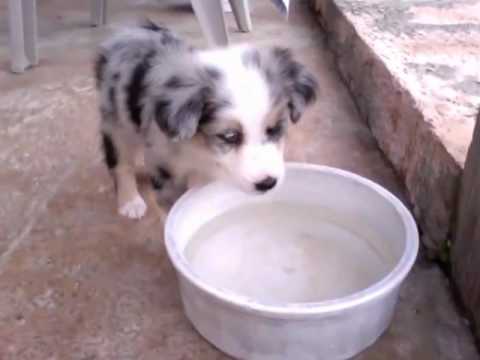 Australian Shepherd Blue Merle Puppies