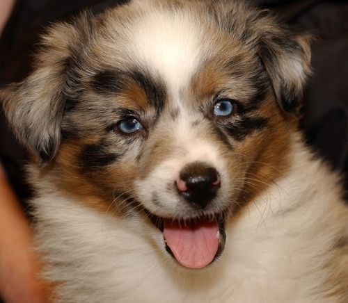 Australian Shepherd Blue Merle Puppies