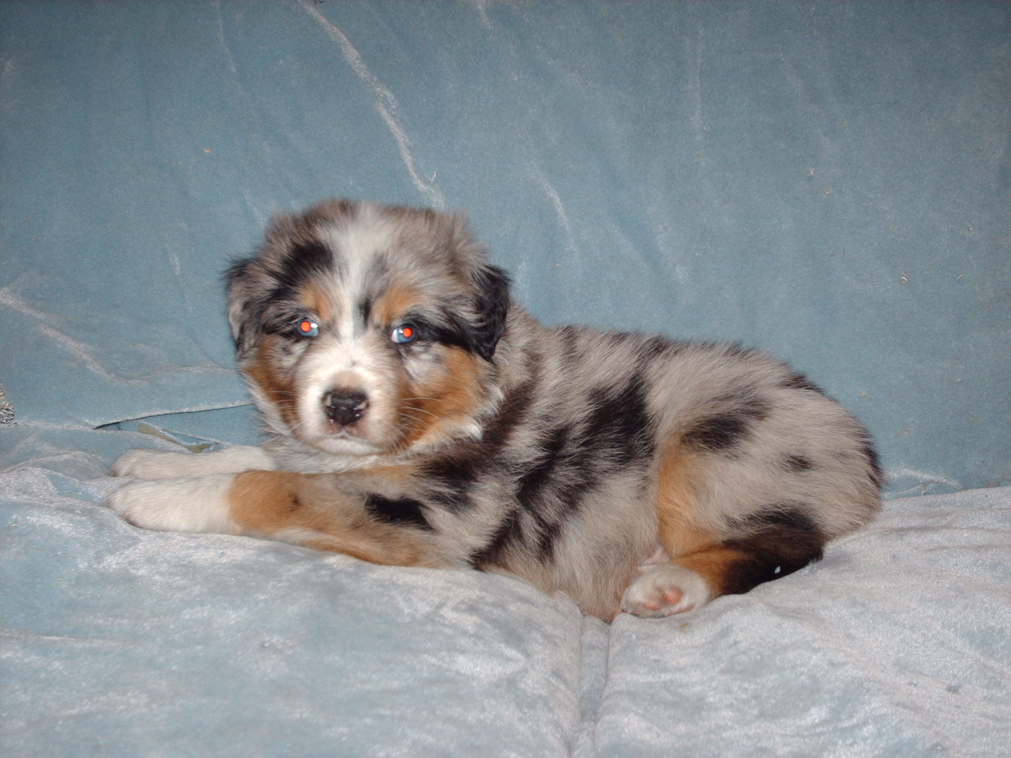 Australian Shepherd Blue Merle Puppies