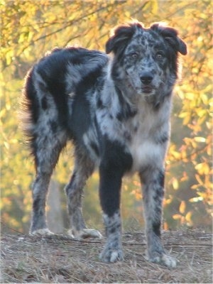 Australian Shepherd Blue Merle Puppies