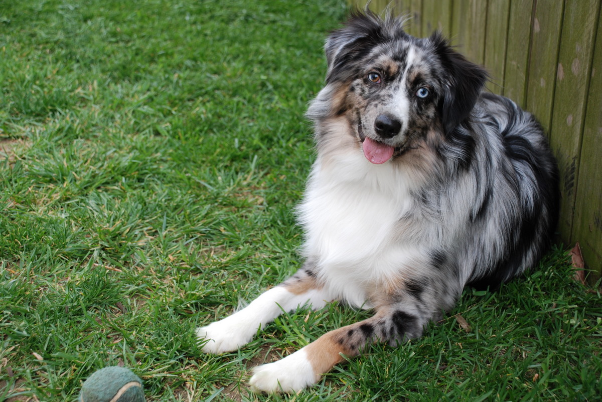 Australian Shepherd Blue Merle Puppies