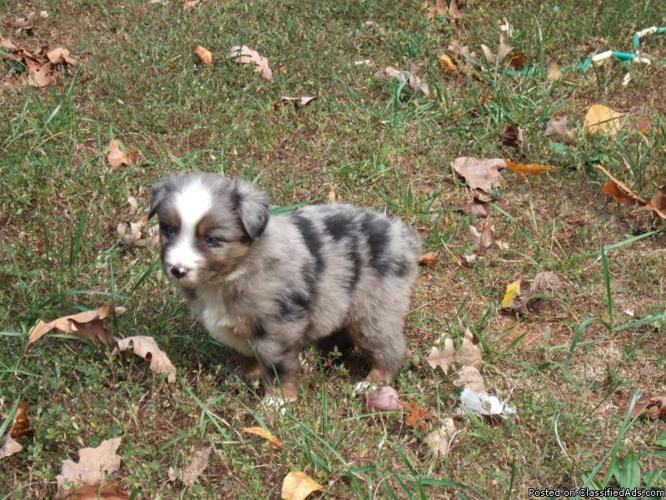 Australian Shepherd Blue Merle Puppies For Sale