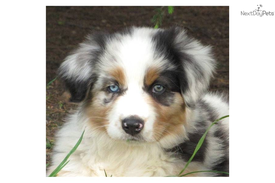 Australian Shepherd Blue Merle Puppies For Sale