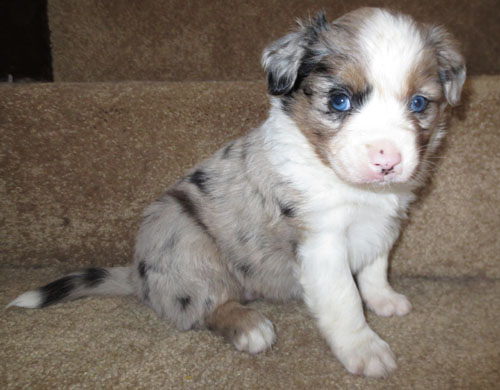 Australian Shepherd Blue Merle Puppies For Sale