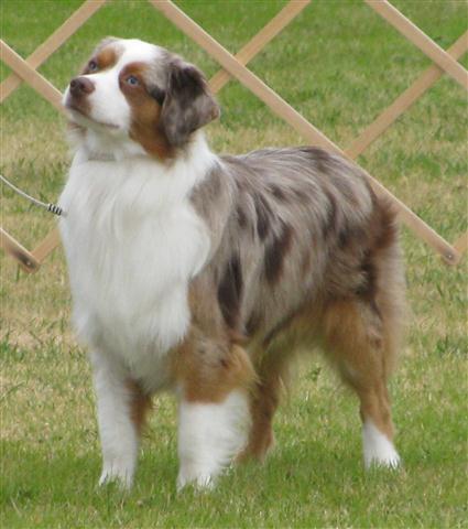 Australian Shepherd Blue Merle Puppies For Sale California