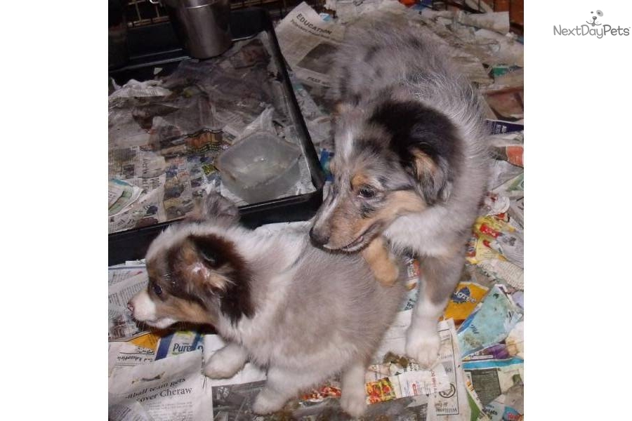 Australian Shepherd Blue Merle Puppies For Sale California