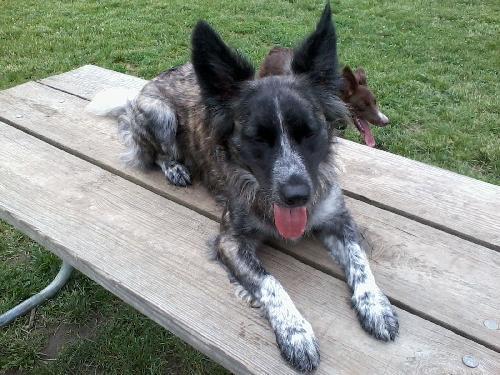 Australian Shepherd Border Collie Mix For Sale