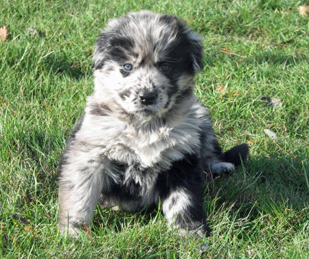 Australian Shepherd Border Collie Mix For Sale