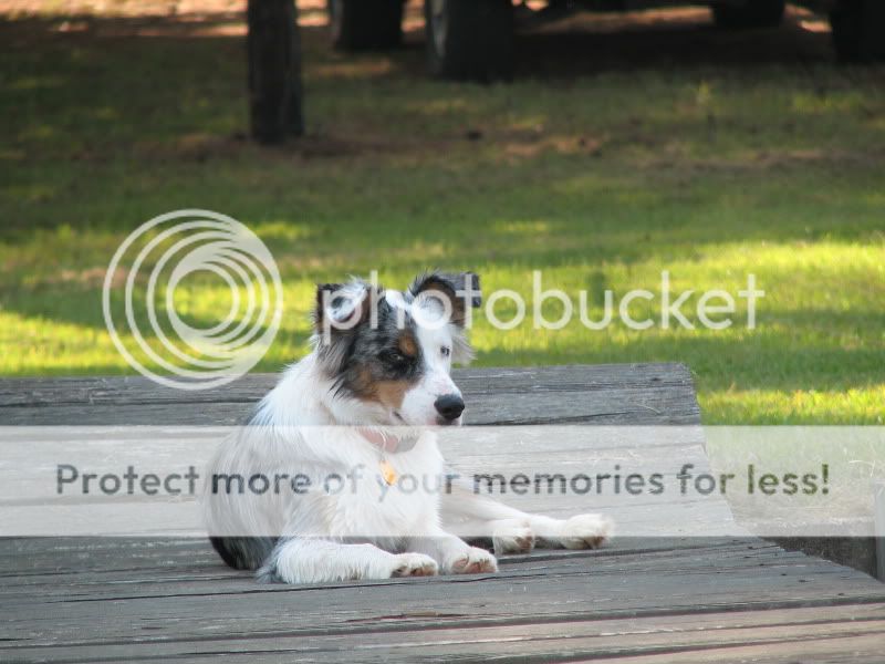 Australian Shepherd Border Collie Mix For Sale