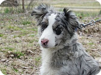 Australian Shepherd Border Collie Mix For Sale