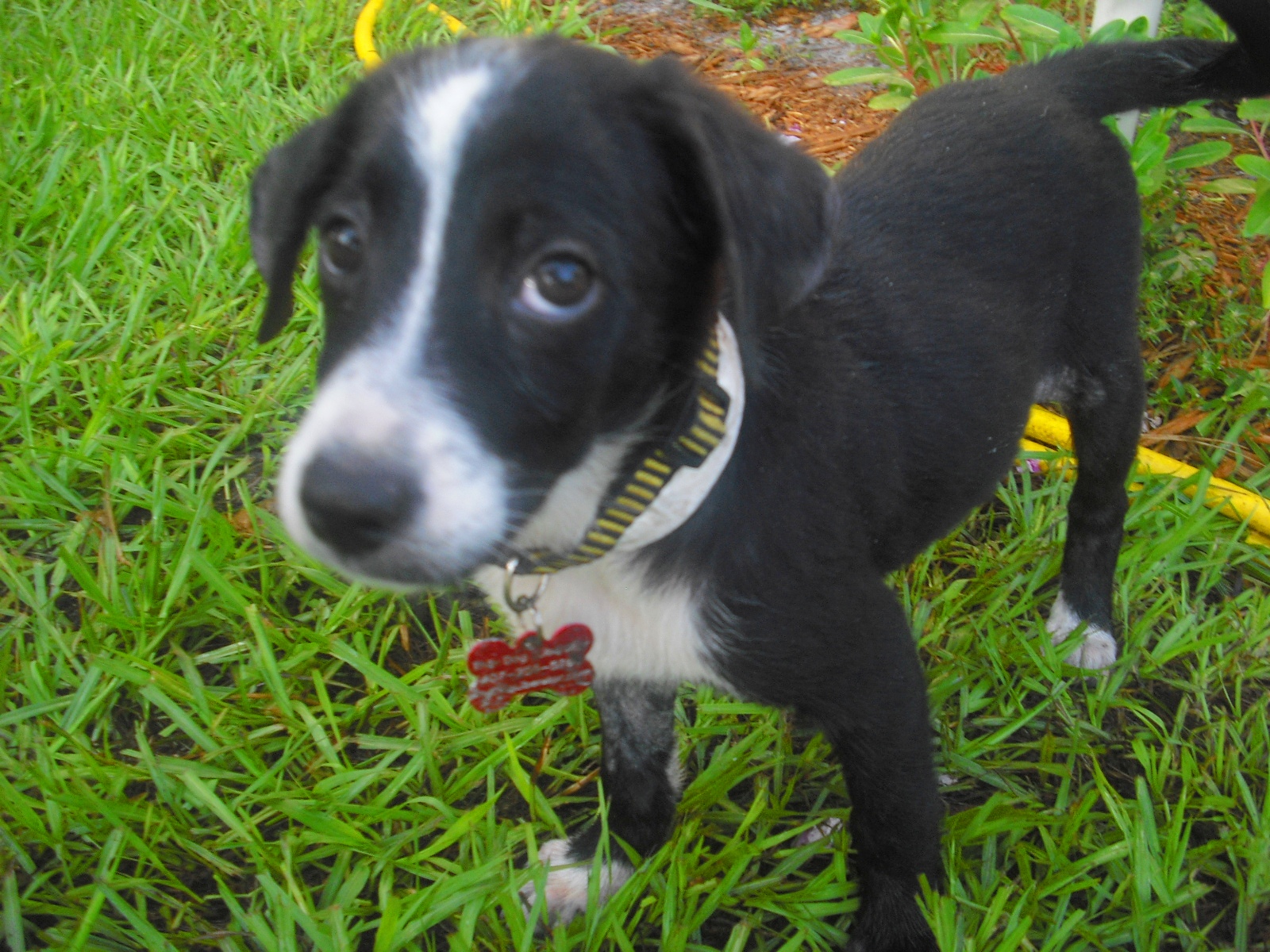 Australian Shepherd Border Collie Mix Pictures