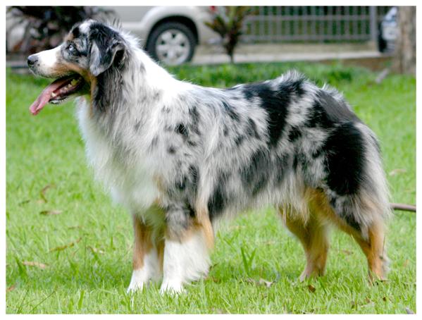 Australian Shepherd Border Collie Mix Pictures