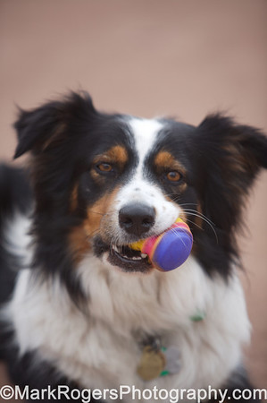 Australian Shepherd Border Collie Mix Pictures