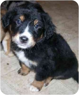 Australian Shepherd Border Collie Mix Puppies For Sale