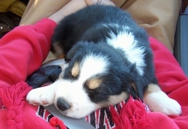 Australian Shepherd Border Collie Mix Puppies For Sale