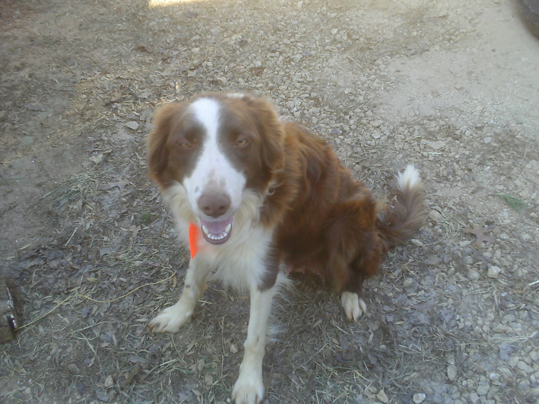 Australian Shepherd Border Collie Mix Puppies For Sale In Oklahoma