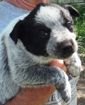 Australian Shepherd Border Collie Mix Puppies For Sale Montana