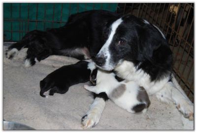 Australian Shepherd Border Collie Mix Puppies For Sale Montana