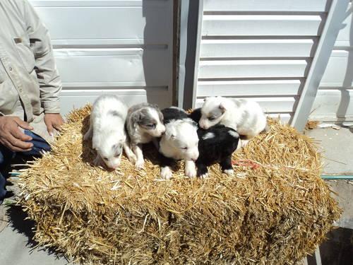 Australian Shepherd Border Collie Mix Puppies For Sale Oregon