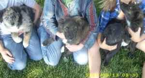 Australian Shepherd Border Collie Mix Puppies For Sale Oregon