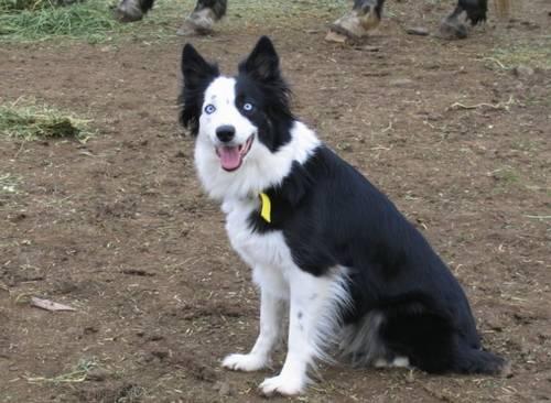 Australian Shepherd Border Collie Mix Puppies For Sale Oregon