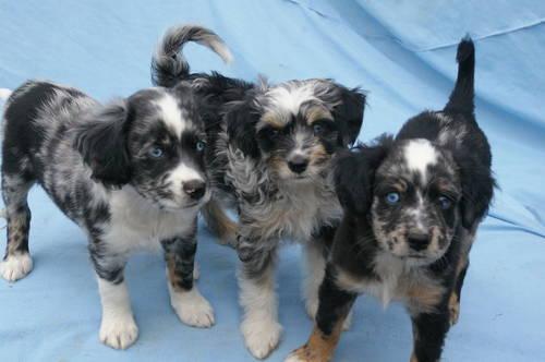 Australian Shepherd Border Collie Mix Puppies For Sale Oregon