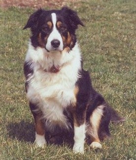 Australian Shepherd Border Collie Mix Size