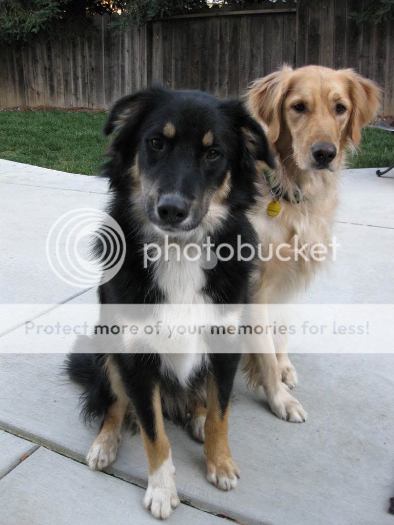 Australian Shepherd Border Collie Mix Size