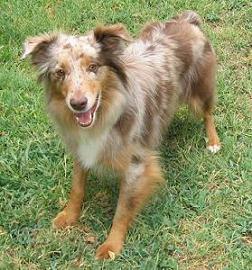 Australian Shepherd Dog Breed Info