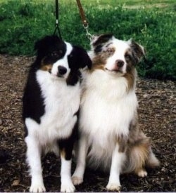 Australian Shepherd Dog Breed Info