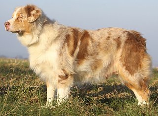 Australian Shepherd Dog Breed Info