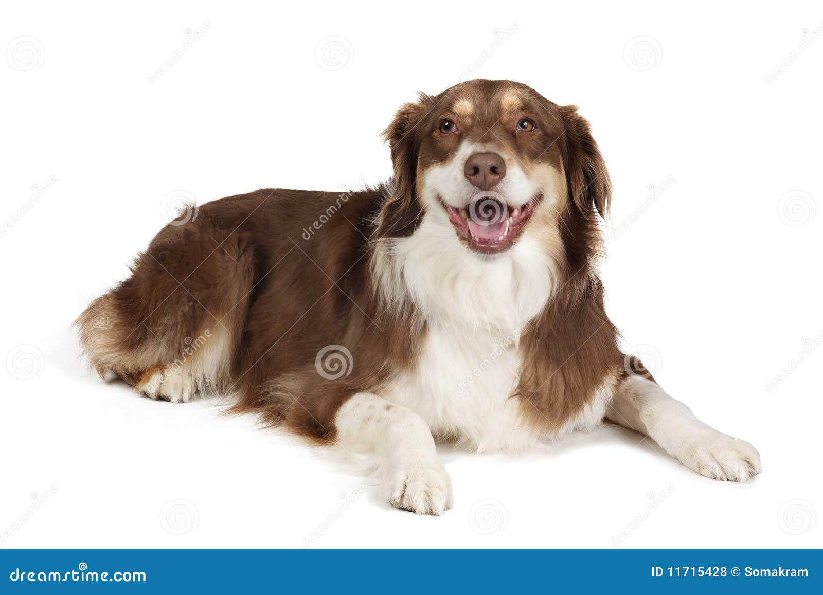 Australian Shepherd Dog Breed Info