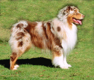 Australian Shepherd Dog Breed Info