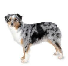 Australian Shepherd Dog Breed Info