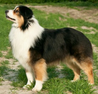 Australian Shepherd Dog Breed Info