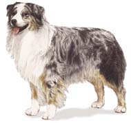 Australian Shepherd Dog Breed Information