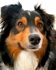 Australian Shepherd Dog Breed Information