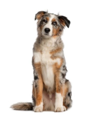 Australian Shepherd Dog Breed Information