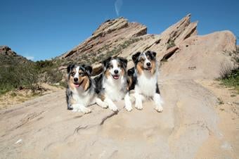 Australian Shepherd Dog Breed Information