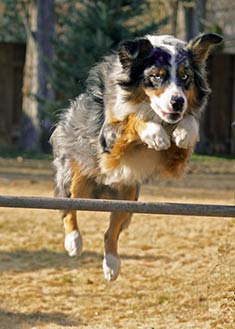 Australian Shepherd Dog Breed Information