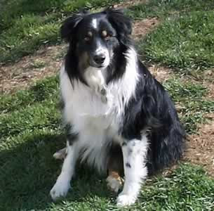 Australian Shepherd Dog Breeders