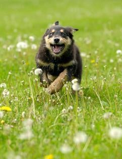 Australian Shepherd Dog Images