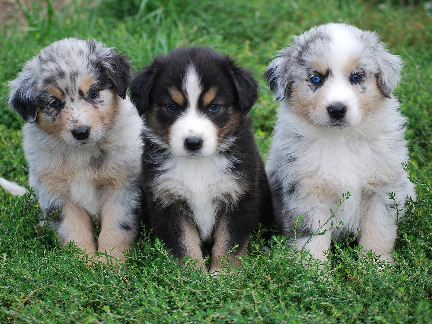 Australian Shepherd Dog Images