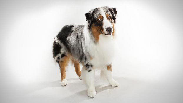 Australian Shepherd Dog Images