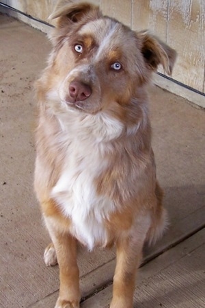 Australian Shepherd Dog Images