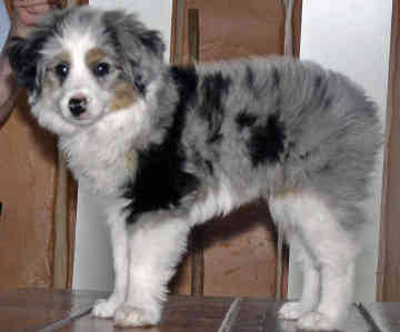 Australian Shepherd Dog Images